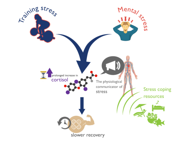 image_model-stress-cortisol